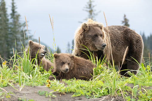 Mother brown bear watches carefully over her cubs while eating and sharing fish scraps on the edge of the beach amidst the beach peas and sedge grass, surrounding by pines in the background.