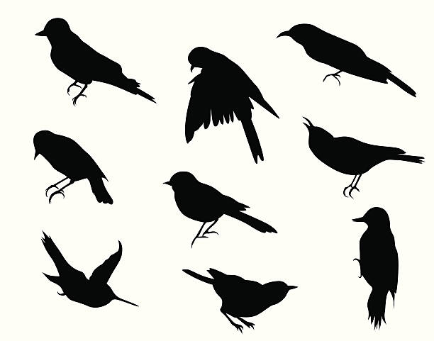 Bird Shadowa 56,000+ Bird Shadow Stock Photos, Pictures & Royalty-Free Images - iStock