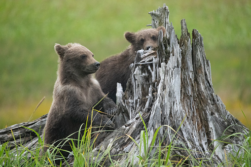 It had down poured rain all day & finally there was a small break which made for a beautiful family portrait of this grizzly family.