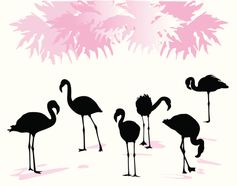 Flamingos Vector Silhouette Stock Illustration - Download Image Now ...