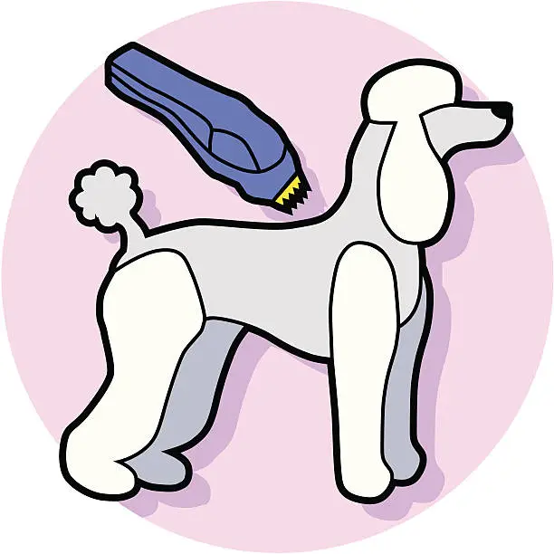 Vector illustration of shaving a poodle