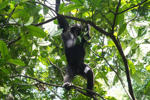 istock Chimpanzees of Kibble forest in Uganda 1654919754