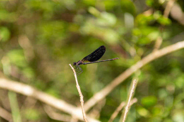 istock damselfly, damselfly, perched on a branch with a background of 1654919763