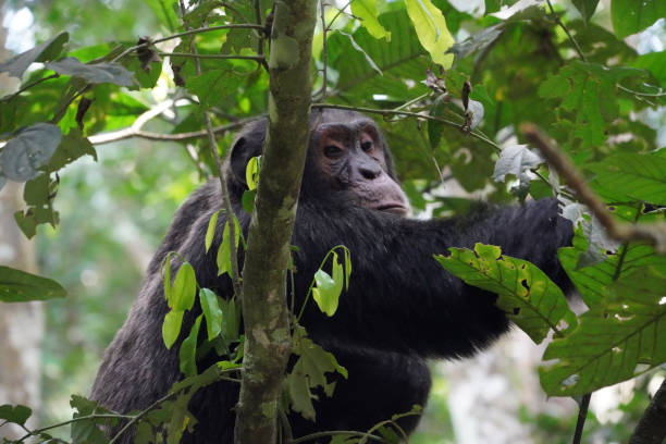 istock Chimpanzees of Kibble forest in Uganda 1654919768