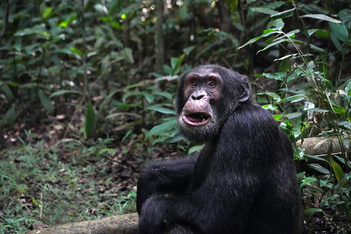 Chimpanzees of Kibble forest in Uganda