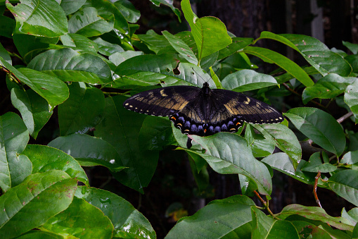 Butterfly with its wings spread open sitting on a bunch of leaves at New River Gorge National Park