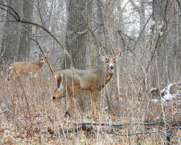 istock White-tailed Deer (Odocoileus virginianus) Male Buck with Antlers 1654925038