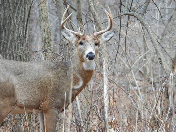 istock White-tailed Deer (Odocoileus virginianus) Male Buck with Antlers 1654925043
