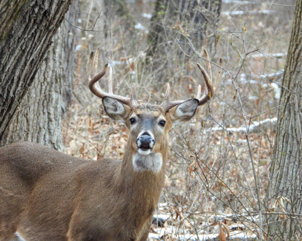 istock White-tailed Deer (Odocoileus virginianus) Male Buck with Antlers 1654925051