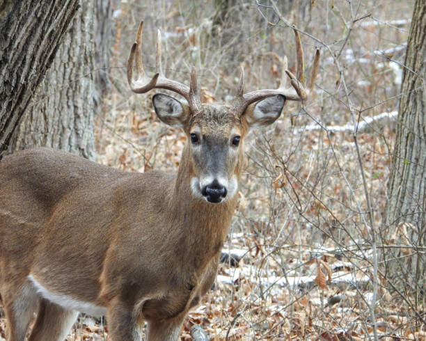 istock White-tailed Deer (Odocoileus virginianus) Male Buck with Antlers 1654925058