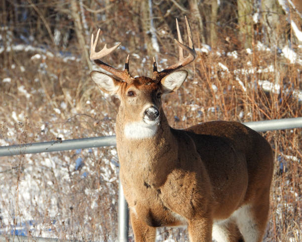 istock White-tailed Deer (Odocoileus virginianus) Male Buck with Antlers 1654925662