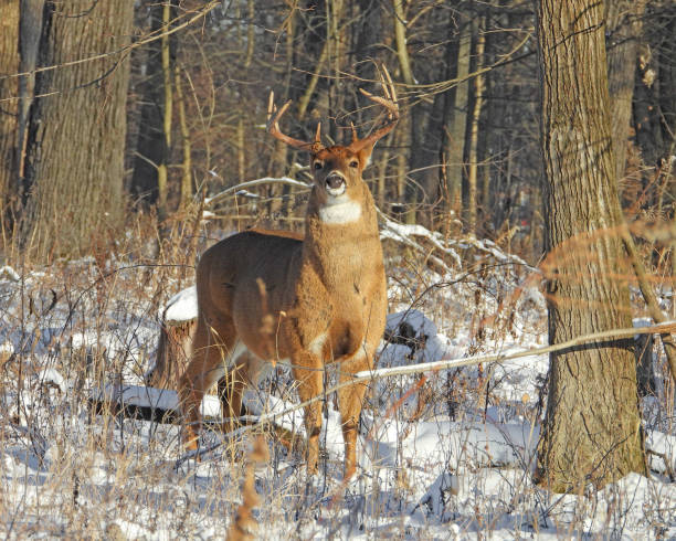 istock White-tailed Deer (Odocoileus virginianus) Male Buck with Antlers 1654926798