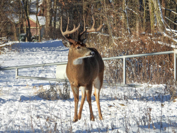 istock White-tailed Deer (Odocoileus virginianus) Male Buck with Antlers 1654926800