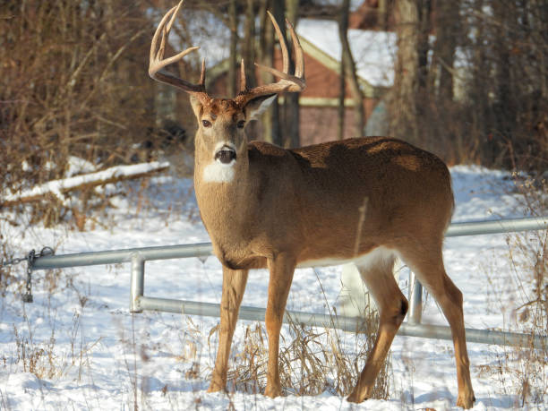 istock White-tailed Deer (Odocoileus virginianus) Male Buck with Antlers 1654926839