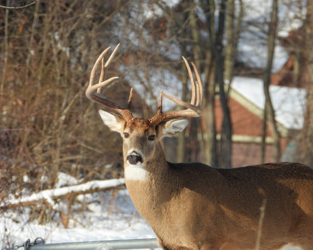 istock White-tailed Deer (Odocoileus virginianus) Male Buck with Antlers 1654927388