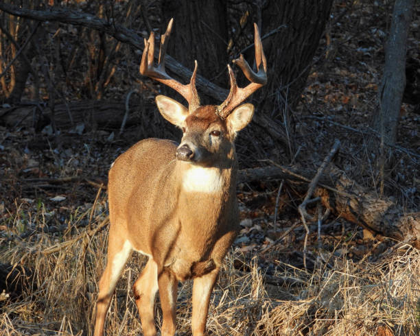 istock White-tailed Deer (Odocoileus virginianus) Male Buck with Antlers 1654927450