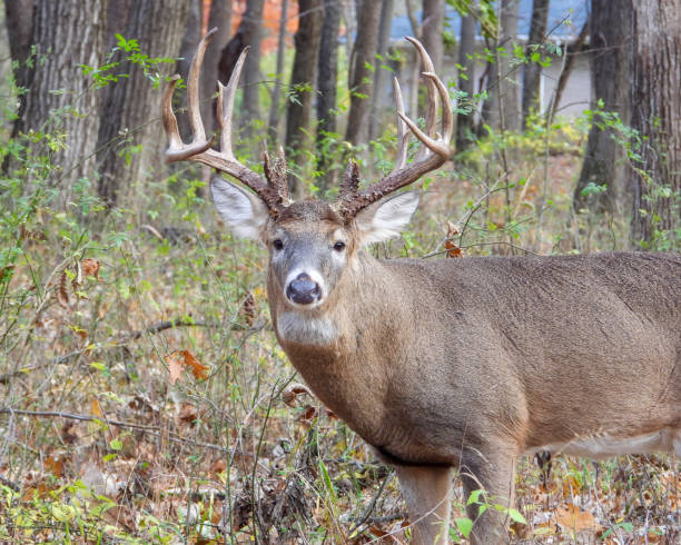 White-tailed Deer (Odocoileus virginianus) Male Buck with Antlers stock photo