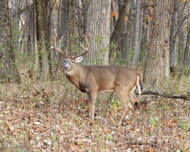istock White-tailed Deer (Odocoileus virginianus) Male Buck with Antlers 1654927701