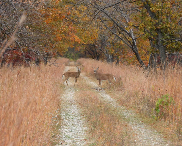 White-tailed Deer (Odocoileus virginianus) Male Buck with Antlers