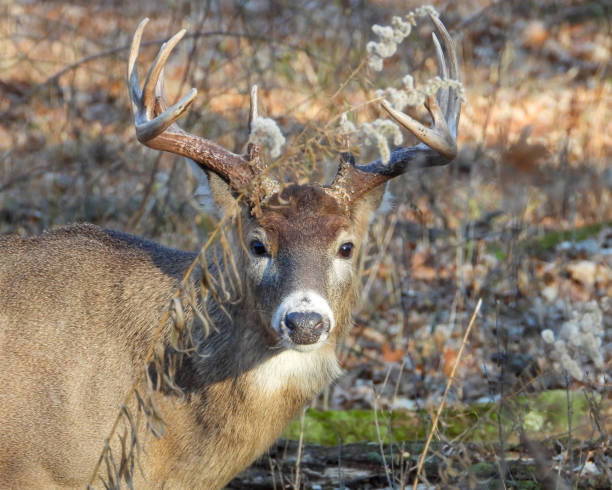 istock White-tailed Deer (Odocoileus virginianus) Male Buck with Antlers 1654928168