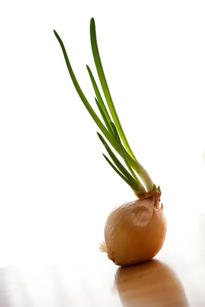 Sprouting Onion, Backlit