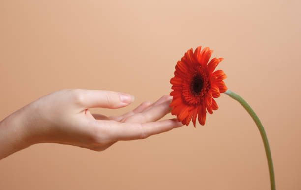 istock female hand touching flower gerber 1654929878