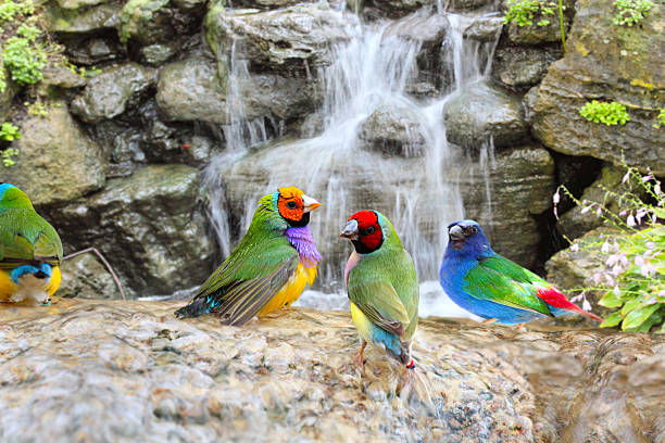 Exotic Birds Enjoying the Water Gouldian Finch Colorful Birds Taking a Bath Near the Waterfall gouldian finch stock pictures, royalty-free photos & images