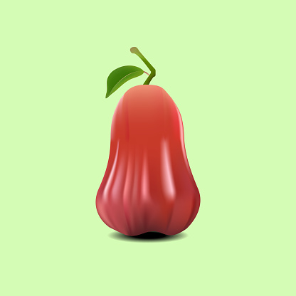 Fruit vector illustration Modern realistic style, rose apple on a light green background.
