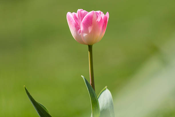 Pink Tulip stock photo