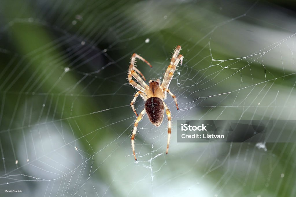 spider cross spider in a cobweb Animal Body Part Stock Photo