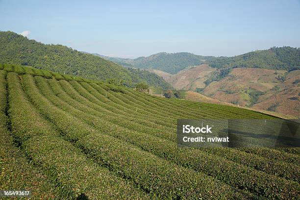 Teefeld Auf Die Berge Stockfoto und mehr Bilder von Abschied - Abschied, Agrarbetrieb, Berg