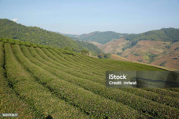 フィールド山でのティー - タイ王国のストックフォトや画像を多数ご用意 - タイ王国, ツバキ科 チャノキ, 人物なし