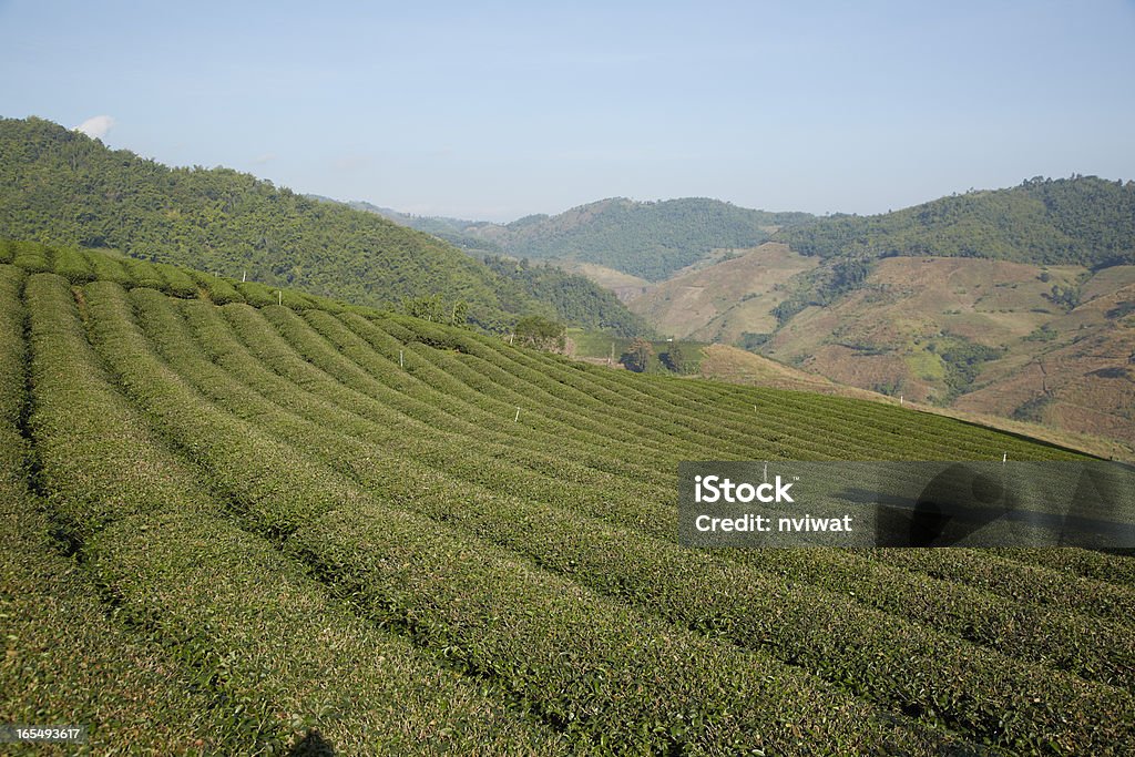 Campo de chá na Montanha - Royalty-free Ao Ar Livre Foto de stock