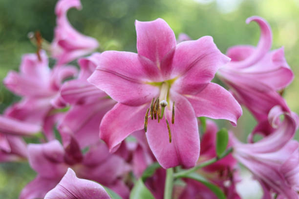 istock Bouquet of large Lilies. 1654938364
