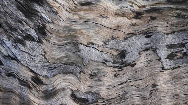 istock natural wood texture macro closeup 1654938405