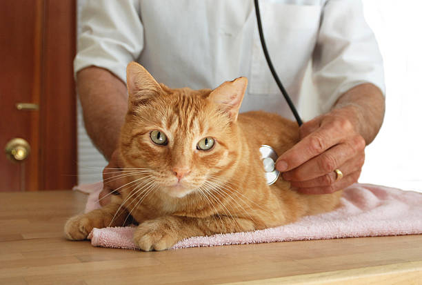 chat sur le vétérinaire - vet domestic cat veterinary medicine stethoscope photos et images de collection