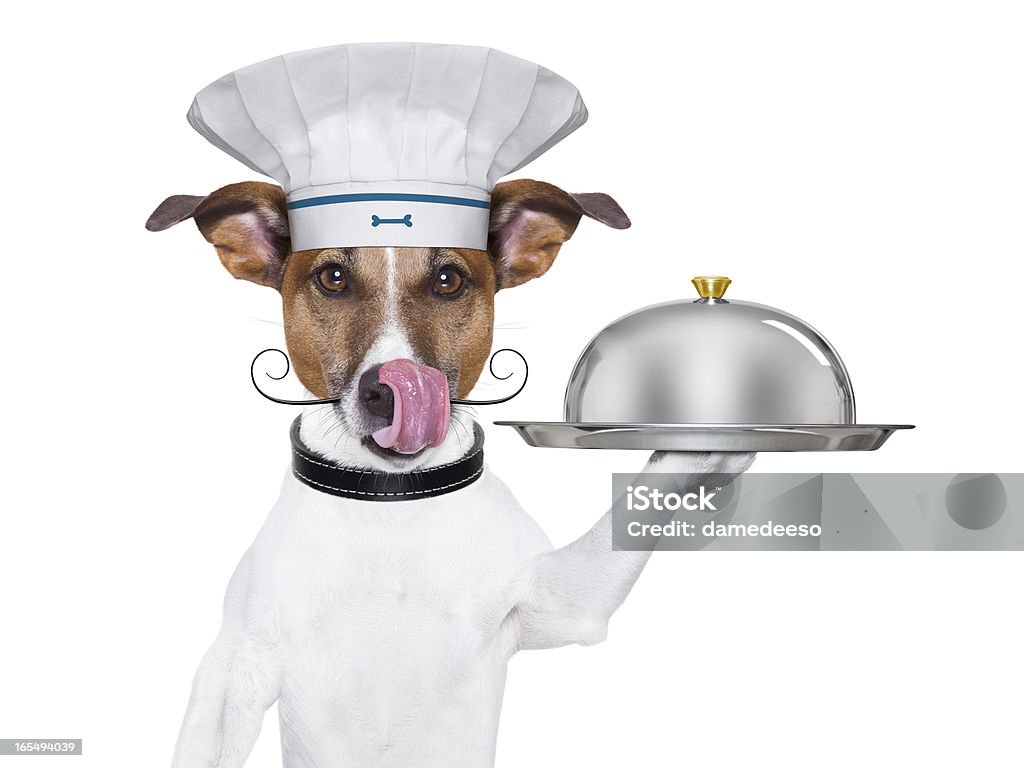 犬料理のシェフ - 手に持つのロイヤリティフリーストックフォト