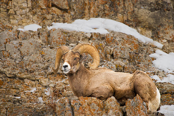 オオツノヒツジ ram 冬 - bighorn sheep ram sheep winter ストックフォトと画像