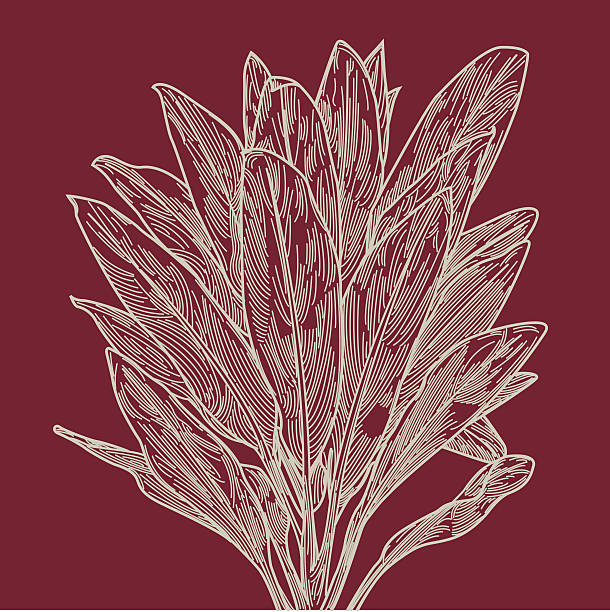 Red Ti Leaf Plant Drawing of the leaves of the Hawaiian Red Ti Leaf plant. cordyline fruticosa stock illustrations