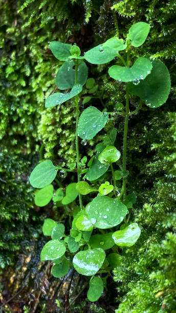 istock Vines texture on the mossy rocks at forest. Foliage texture with daylight during the day. Vertical garden, eco-friendly building, go green, home gardening, background and wallpaper. 1654956017