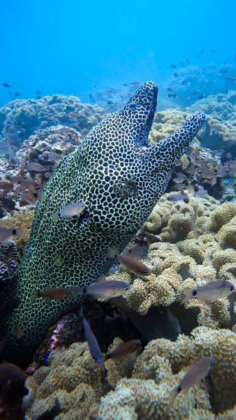 istock Close up portrait of a honeycomb moray eel. 1654958659