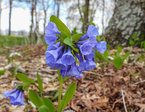 Mertensia virginica (Virginia Bluebells) Native North American Springtime Woodland Wildflower