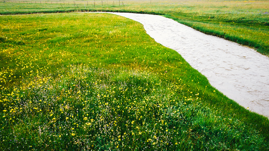 Aerial view of Cremanthodium Benth(垂头菊) growing in plain