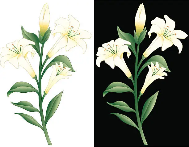 Vector illustration of Easter Lily