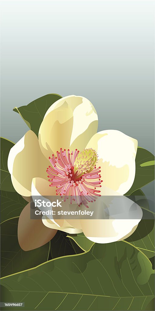 Flor de Magnolia - arte vectorial de Magnolia libre de derechos