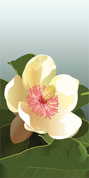ilustraciones, imágenes clip art, dibujos animados e iconos de stock de flor de magnolia - magnolia bloom