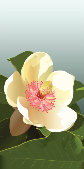 Delicate magnolia flower. EPS, High-Resolution JPG included.