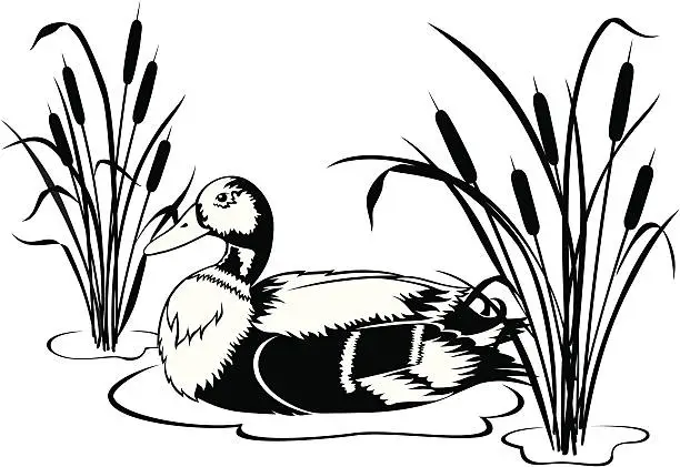 Vector illustration of Black & White Mallard Duck with Cattails