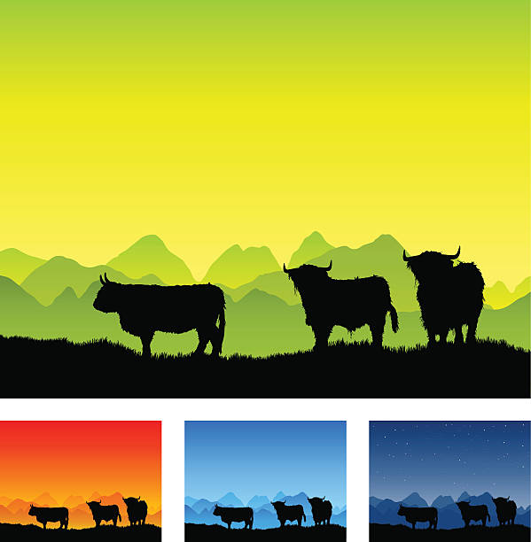 ilustrações, clipart, desenhos animados e ícones de gado da escócia silhuetas em aberto paisagem - spring clear sky night summer