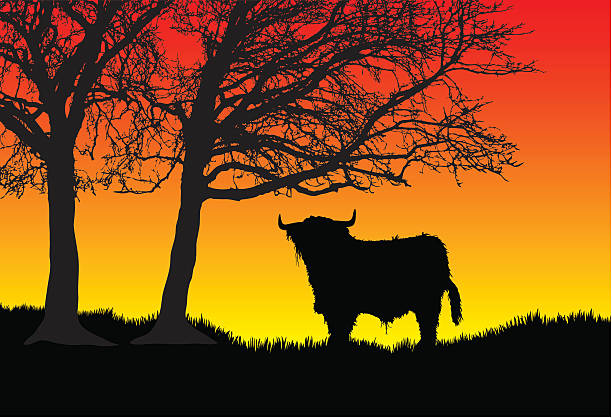 Highland bull at sunset A shaggy highland bull at sunset. british beef cow stock illustrations